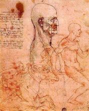 Haga click para ver la imagen ampliada hombre de perfil con las proporciones de la cabeza esbozo de dos jinetes hacia 1490 y 1504.jpg